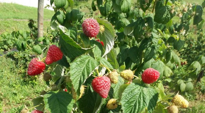 Delniwa – pierwsze owoce z uprawy polowej