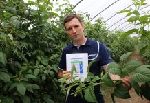 Ważna narzędzie w ochronie malin przed chorobami (Malinowe Factory 2017)