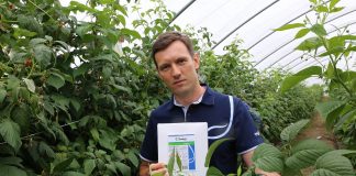 Ważna narzędzie w ochronie malin przed chorobami (Malinowe Factory 2017)