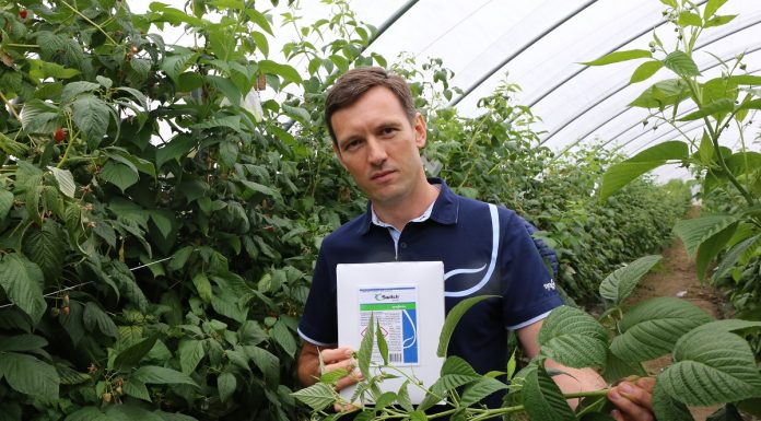 Ważna narzędzie w ochronie malin przed chorobami (Malinowe Factory 2017)