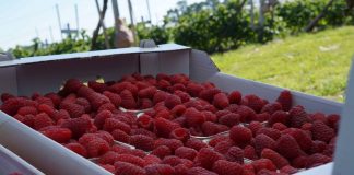 Jak poprawić jakość malin?