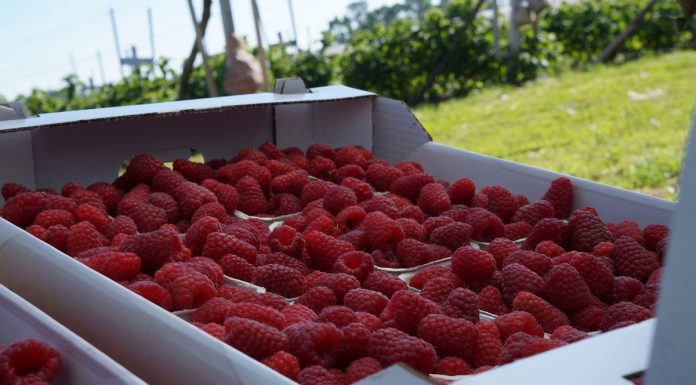 Jak poprawić jakość malin?