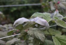 Tegoroczna, upalna pogoda sprzyja rozwojowi roztoczy