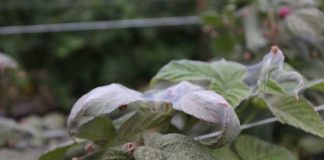 Tegoroczna, upalna pogoda sprzyja rozwojowi roztoczy