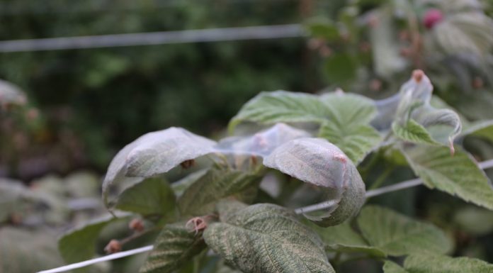 Tegoroczna, upalna pogoda sprzyja rozwojowi roztoczy