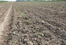 Pokaz polowy maszyny do odkażania i formowania zagonów w firmie Boryna