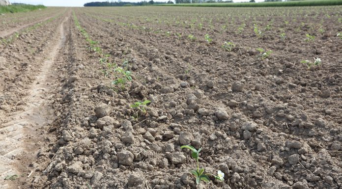 Pokaz polowy maszyny do odkażania i formowania zagonów w firmie Boryna