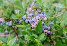 Jesienna kampania zbiorów borówki w pełni