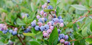 Jesienna kampania zbiorów borówki w pełni