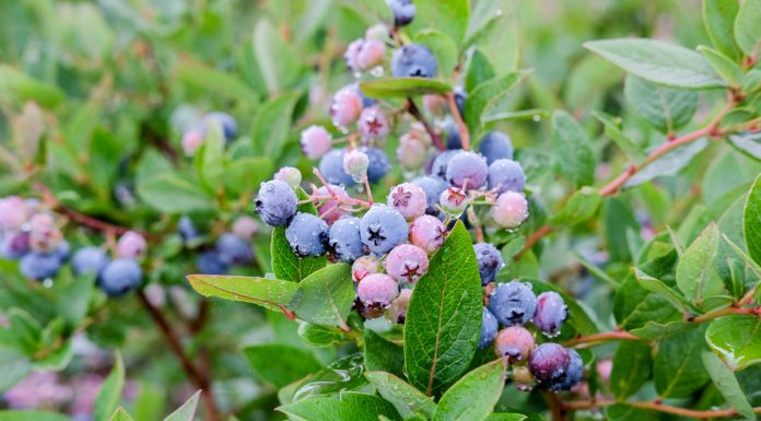 Jesienna kampania zbiorów borówki w pełni