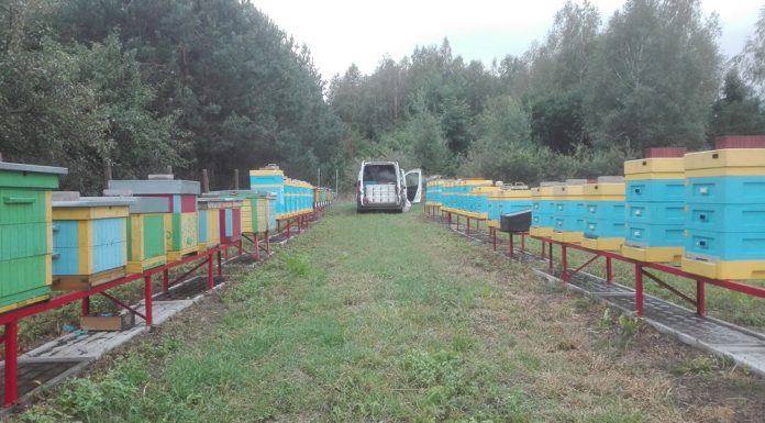 Ostatnie prace przed zimą w pasiece (cz. 2)