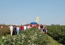 Zbiór maszynowy malin w praktyce – kombajn 'NATALIA-V’