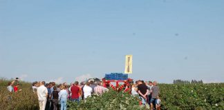 Zbiór maszynowy malin w praktyce – kombajn 'NATALIA-V’