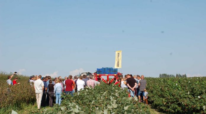 Zbiór maszynowy malin w praktyce – kombajn 'NATALIA-V’