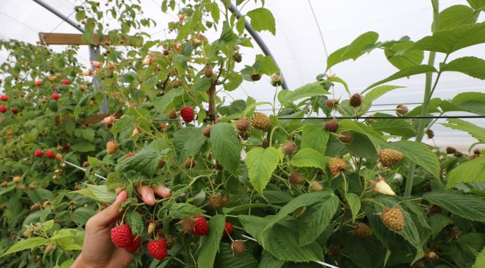 Jakość jest w cenie…