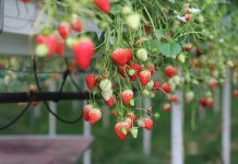 Szkolenie Jagodowe w Kazimierzu Dolnym nad Wisłą (cz. III) – integrowana ochrona roślin – chemiczna i biologiczna