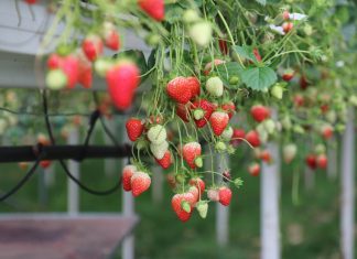 Szkolenie Jagodowe w Kazimierzu Dolnym nad Wisłą (cz. III) – integrowana ochrona roślin – chemiczna i biologiczna