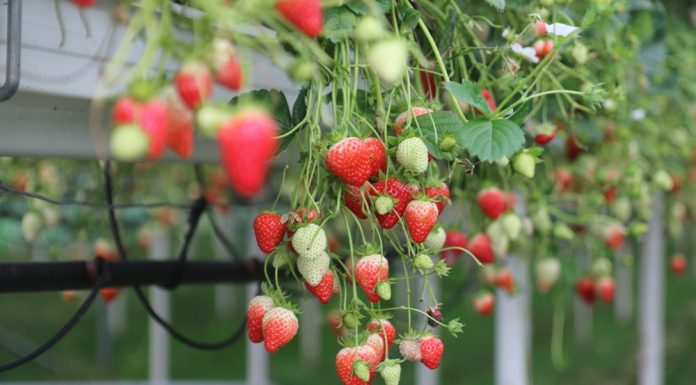 Siła (smaku) ‘Magnum’