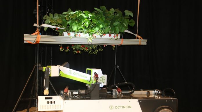 Brexit a mechaniczny zbiór truskawek