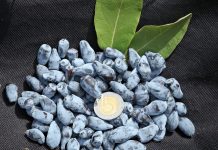 Jak prowadzić plantacje jagody kamczackiej i dobrze na tym zarabiać?