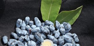 Jak prowadzić plantacje jagody kamczackiej i dobrze na tym zarabiać?