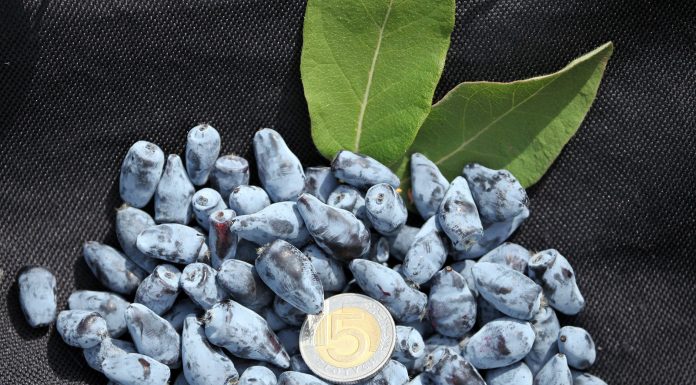 Jak prowadzić plantacje jagody kamczackiej i dobrze na tym zarabiać?