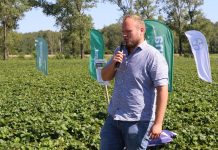 Odmiany truskawek modne w regionie Czerwińska nad Wisłą