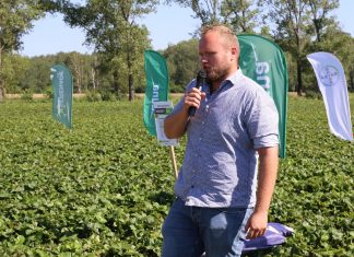 Odmiany truskawek modne w regionie Czerwińska nad Wisłą