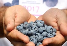 Borówka: więcej niż dobry rok!