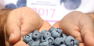 Borówka: więcej niż dobry rok!