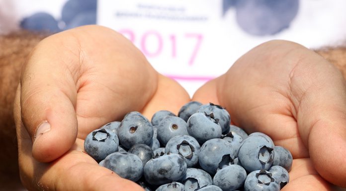 Borówka: więcej niż dobry rok!