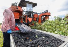 Ile kosztować będzie aronia?