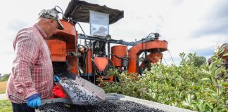 Ile kosztować będzie aronia?