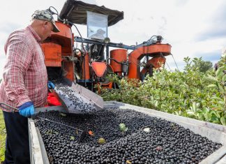 Ile kosztować będzie aronia?