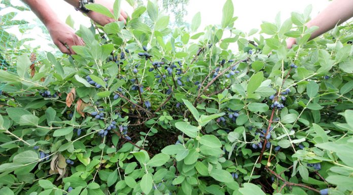 Konferencja Kamczacka #1 na świecie