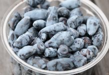 Jagoda kamczacka, czy będzie owocem przyszłości?