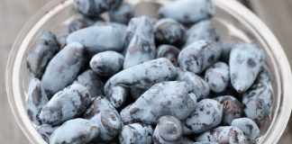 Jagoda kamczacka, czy będzie owocem przyszłości?