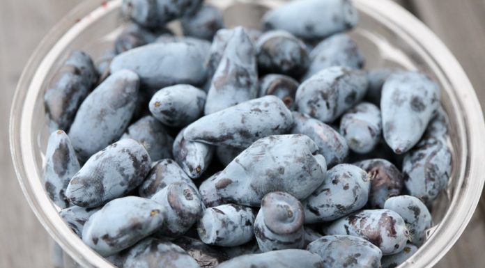 Jagoda kamczacka, czy będzie owocem przyszłości?