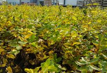 W szkółce jagody kamczackiej jesienią