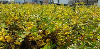 W szkółce jagody kamczackiej jesienią