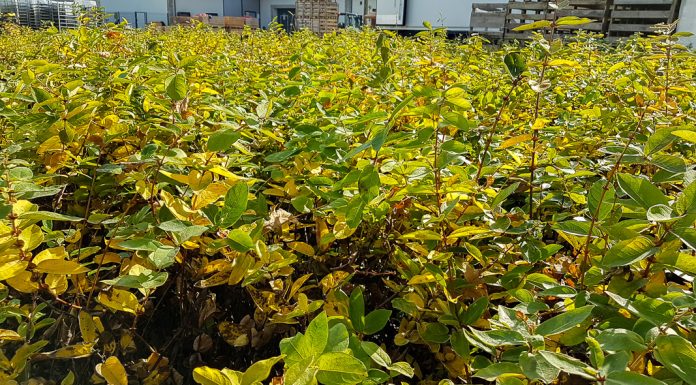 W szkółce jagody kamczackiej jesienią