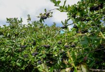 Aronia i naturalne kosmetyki