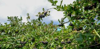 Aronia i naturalne kosmetyki