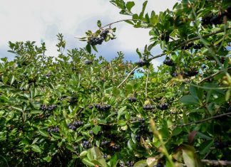 Aronia i naturalne kosmetyki