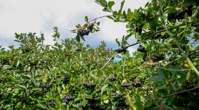 Aronia i naturalne kosmetyki