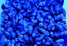 Niebieskie jagody – dlaczego tak atrakcyjne dla ptaków?