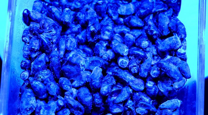 Niebieskie jagody – dlaczego tak atrakcyjne dla ptaków?