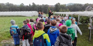 Skąd się biorą truskawki?