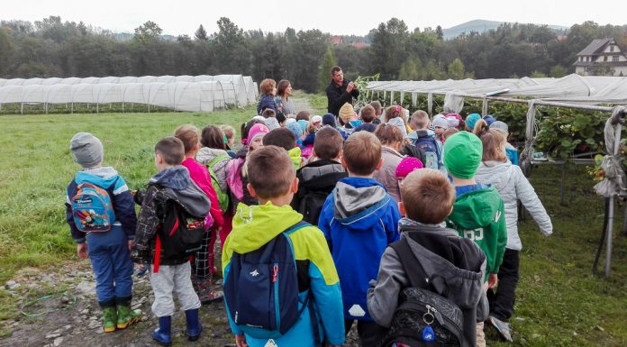 Skąd się biorą truskawki?