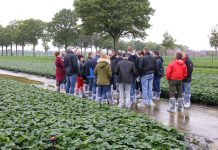 Sadzonki truskawek i malin w holenderskiej ofercie